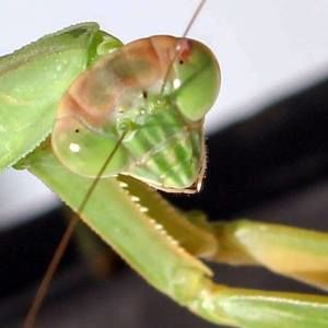 Meet your Posher, Caroline